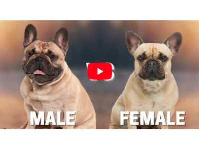 Male vs Female French Bulldogs - Video